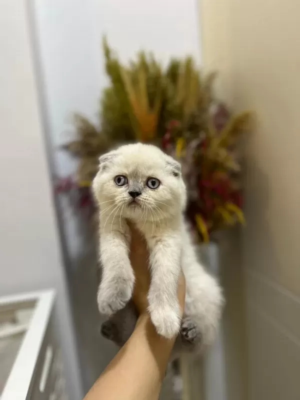 Scottish Fold Blue Point Yavrularimiz