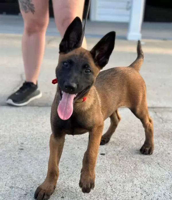 Belçika Malinois Yavruları Sizleri Bekliyor