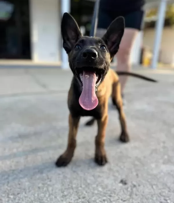 Belçika Malinois Yavruları Sizleri Bekliyor