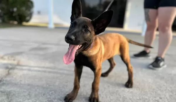 Belçika Malinois Yavruları Sizleri Bekliyor