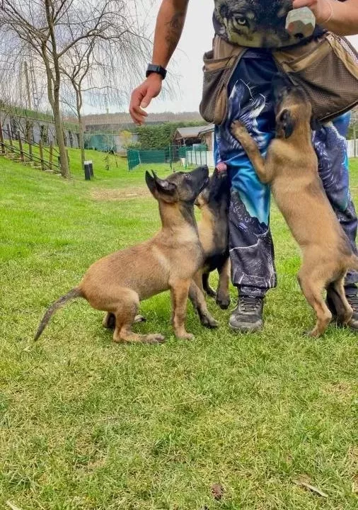 Eği Ti M Çi Fli Ği Nden Belçi Ka Mali Noi S Yavrulari