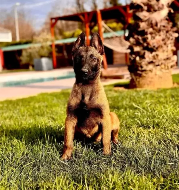 Eği Ti M Çi Fli Ği Nden Belçi Ka Mali Noi S Yavrulari