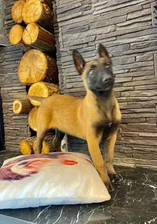 Eği Ti M Çi Fli Ği Nden Belçi Ka Mali Noi S Yavrulari
