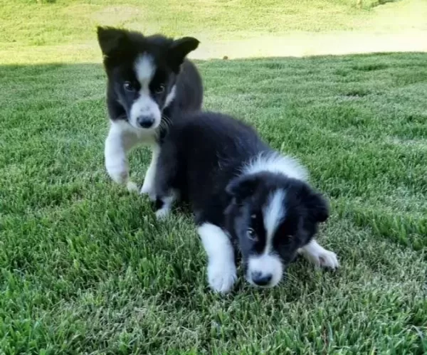 Zekasıyla Büyüleyen Border Collie Yavruları