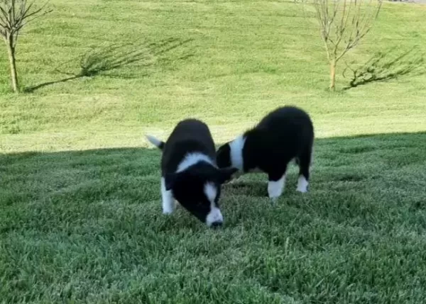 Zekasıyla Büyüleyen Border Collie Yavruları