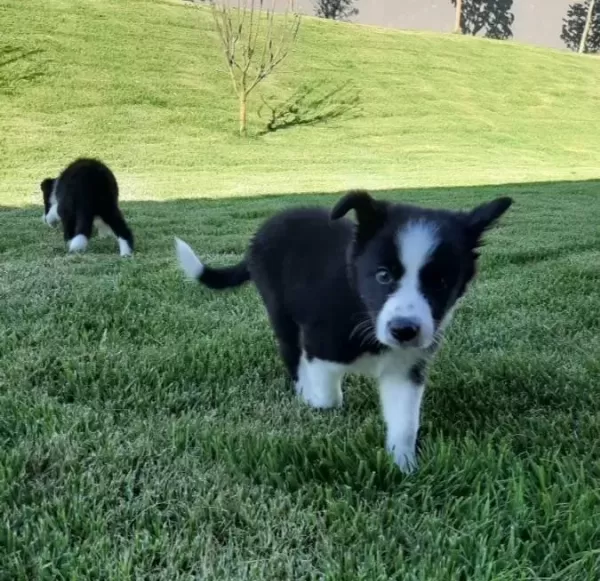 Zekasıyla Büyüleyen Border Collie Yavruları