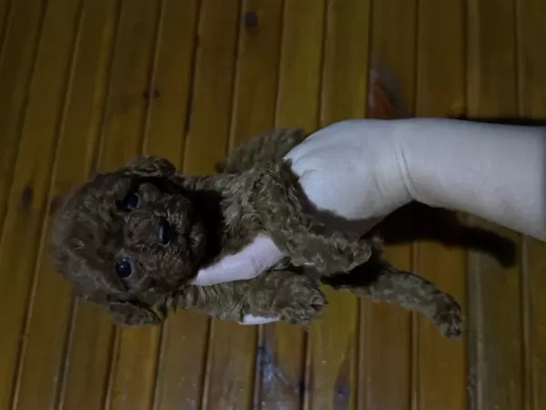Harika Toypoodle Bebekler