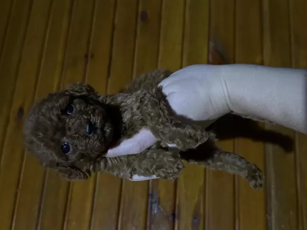 Harika Toypoodle Bebekler