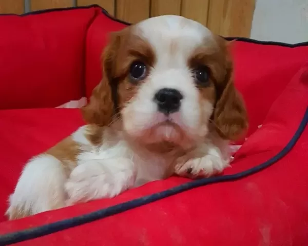 Evinizin Neşesi Cavalier King Charles Yavruları
