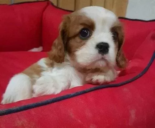 Evinizin Neşesi Cavalier King Charles Yavruları