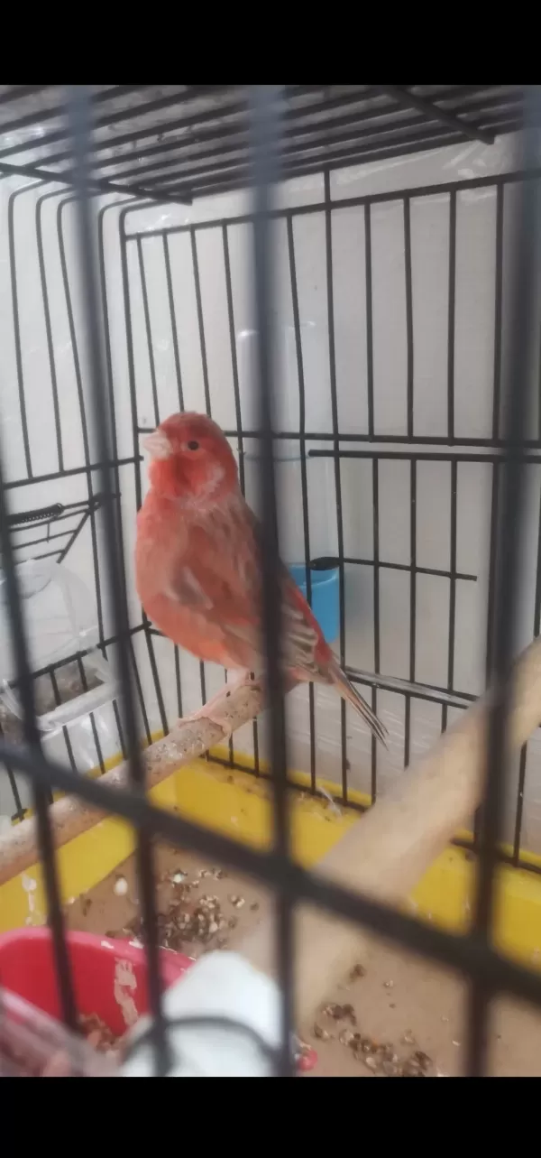 Kırmızı Pastel İzabel Erkek Kanarya
