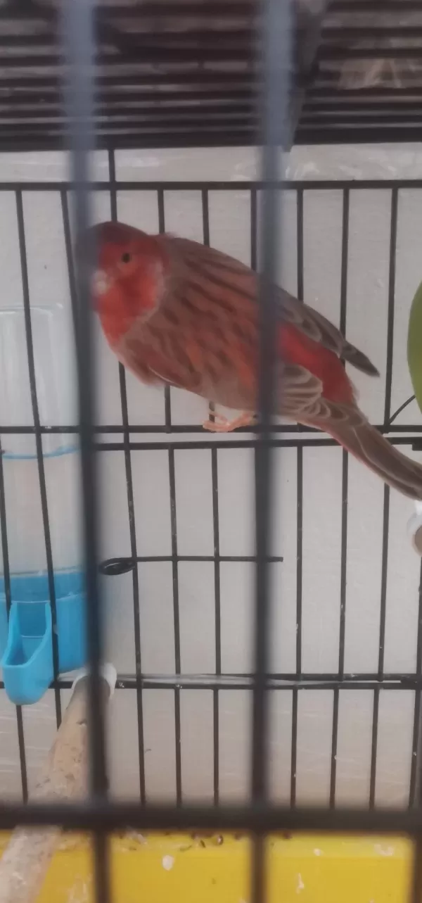 Kırmızı Pastel İzabel Erkek Kanarya