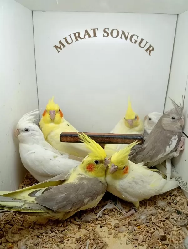 Yavru Sultan Papağanı