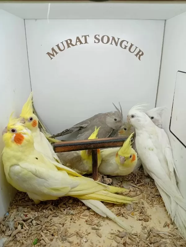 Yavru Sultan Papağanı
