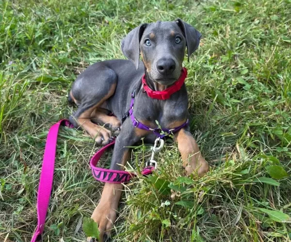 Can Dostunuz Doberman Kapıda Ödeme Mevcuttur