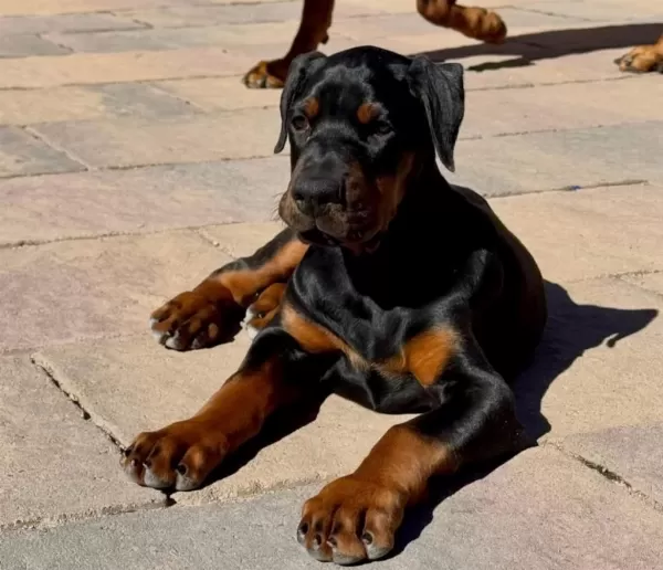 Can Dostunuz Doberman Kapıda Ödeme Mevcuttur