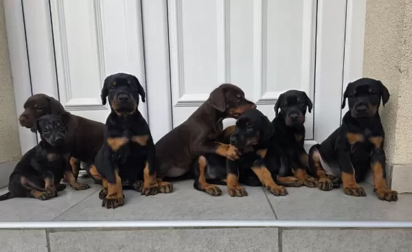 Can Dostunuz Doberman Kapıda Ödeme Mevcuttur