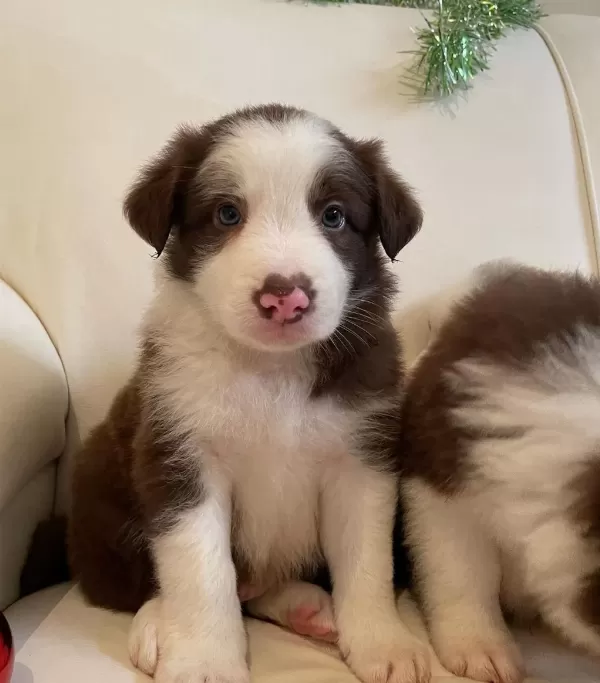 Can Dostunuz Border Collie Kapıda Ödeme Mevcuttur