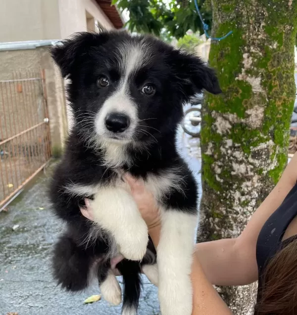 Can Dostunuz Border Collie Kapıda Ödeme Mevcuttur