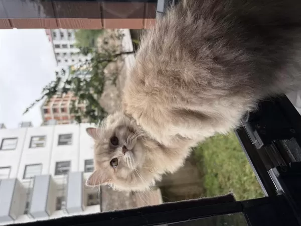 Erkek 7 Aylık Kedimiz