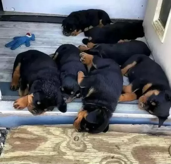 A Şecereli Anne Babadan Rottweiler Yavrular Kapıda Öde