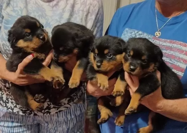A Şecereli Anne Babadan Rottweiler Yavrular Kapıda Öde