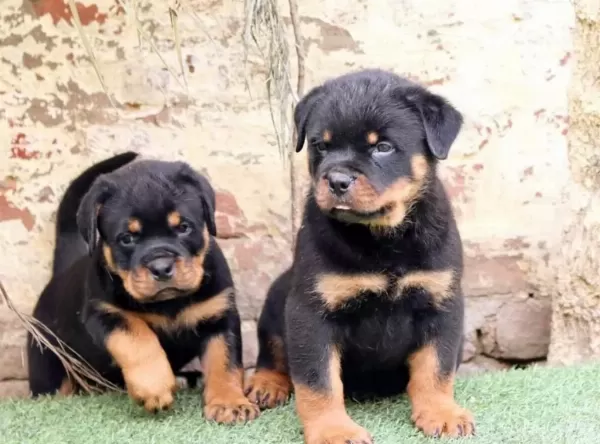 A Şecereli Anne Babadan Rottweiler Yavrular Kapıda Öde
