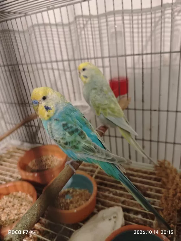 Rainbow Muhabbet Kuşlarımız