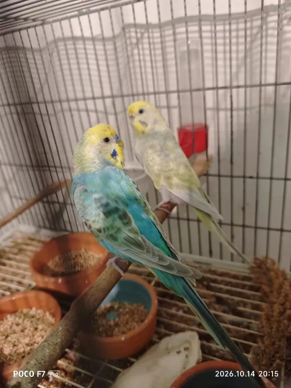 Rainbow Muhabbet Kuşlarımız