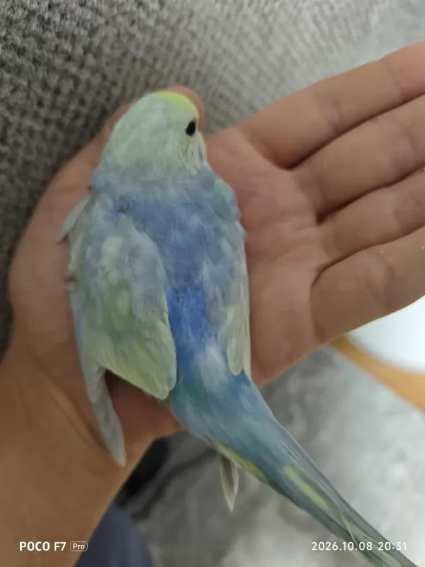 Rainbow Muhabbet Kuşlarımız
