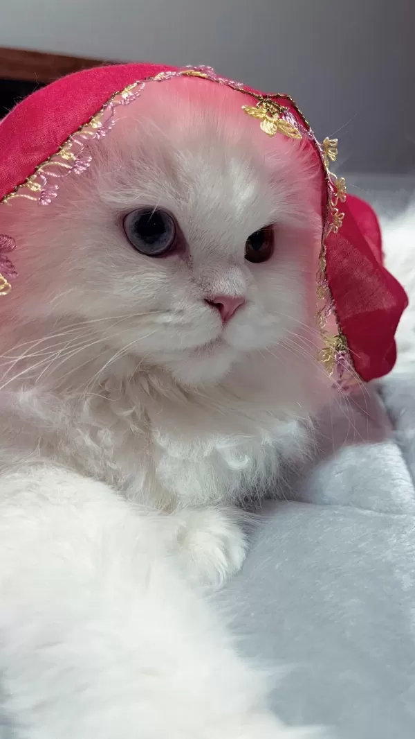 Scottish Albino Dişi Kısır Kedimiz