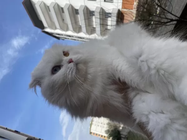 Scottish Albino Dişi Kısır Kedimiz