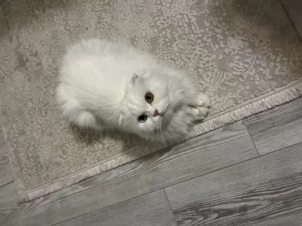 Scottish Albino Dişi Kısır Kedimiz