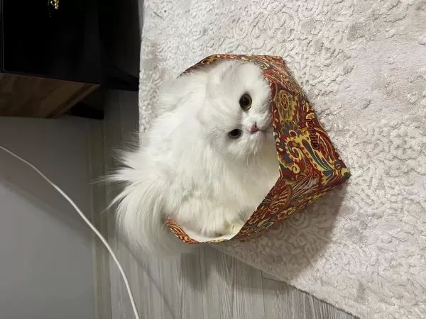 Scottish Albino Dişi Kısır Kedimiz