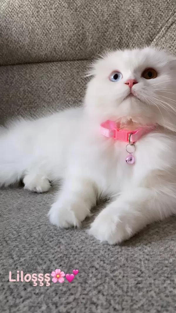 Scottish Albino Dişi Kısır Kedimiz