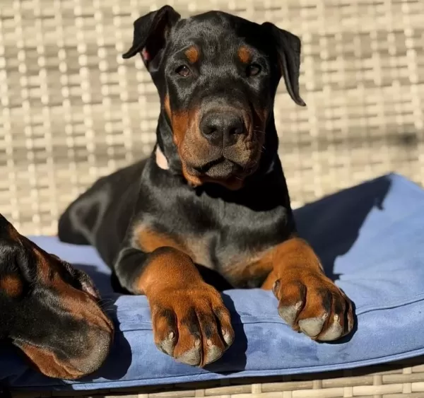 A Şecereli Anne Babadan Doberman Yavrular Kapıda Öde