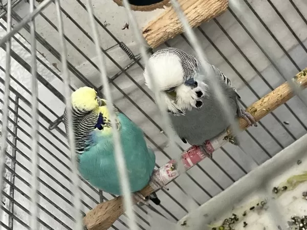 Jumbo Takım Kafesle Veya Kafessiz Muhabbet Kuşlar