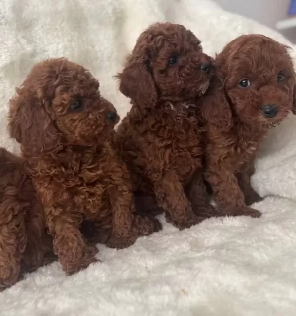Kore Poodle Bebeklerimiz