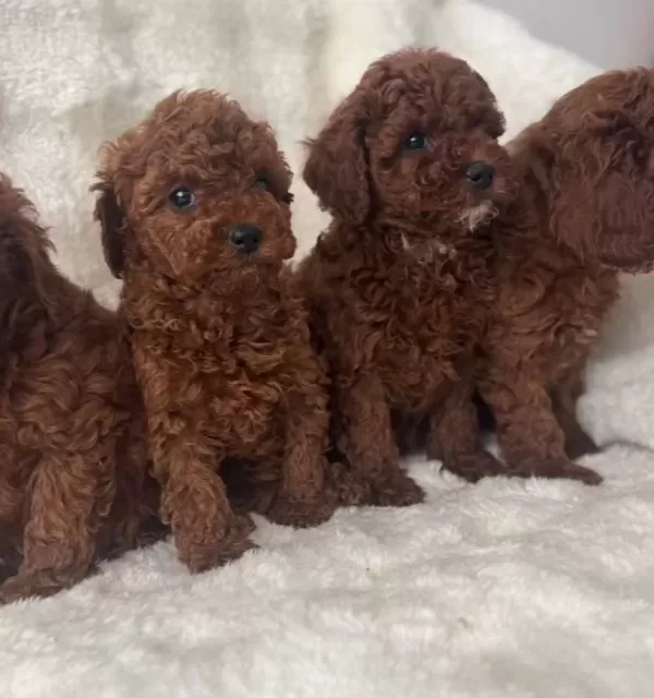 Kore Poodle Bebeklerimiz