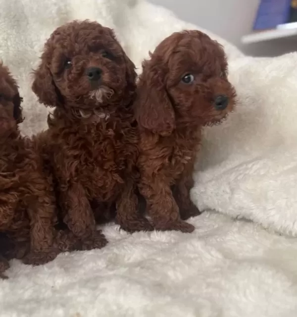 Kore Poodle Bebeklerimiz