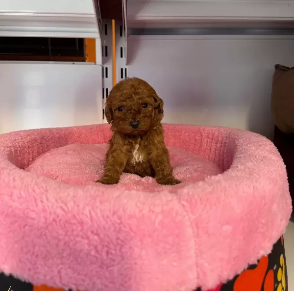 Gerçek Tea Cup Kore Red Browne Poodle Bebeği Mi Z