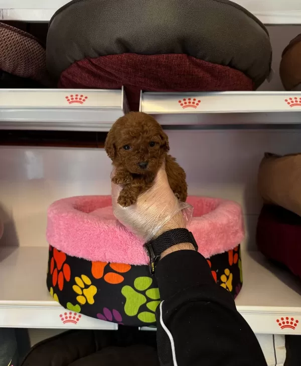 Gerçek Tea Cup Kore Red Browne Poodle Bebeği Mi Z
