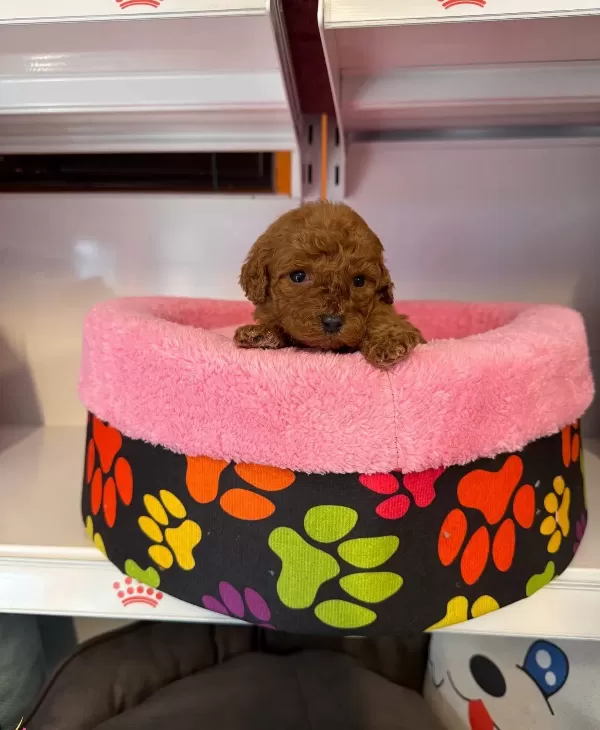 Gerçek Tea Cup Kore Red Browne Poodle Bebeği Mi Z