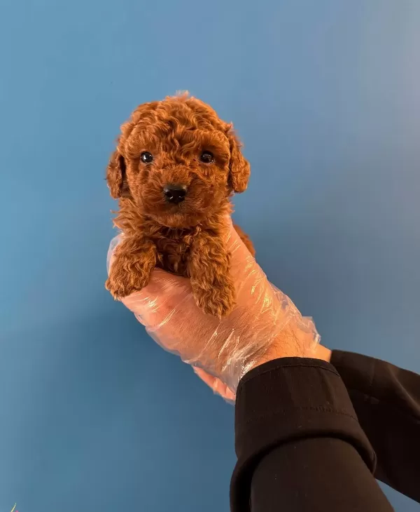 Red Browne Kore Tea Cup Toy Poodle Yavrulari