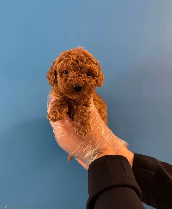 Red Browne Kore Tea Cup Toy Poodle Yavrulari