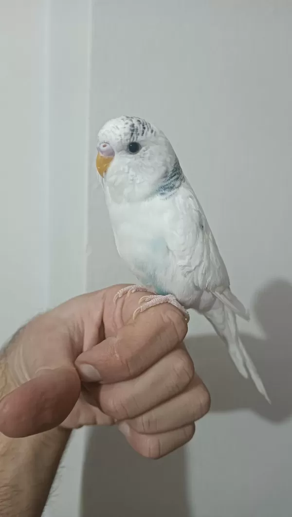 6 Aylık İri Erkek Muhabbet Kuşu