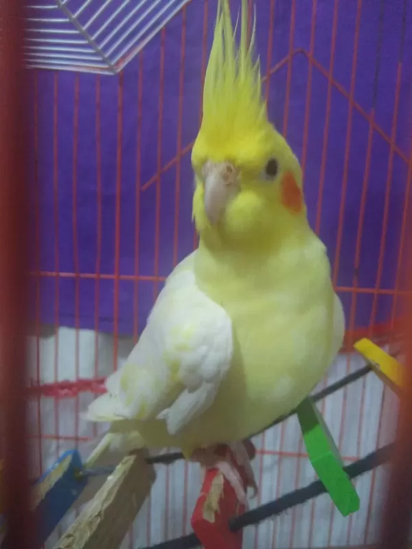 Sultan Papağani Lutino Erkek 2 Yaşinda