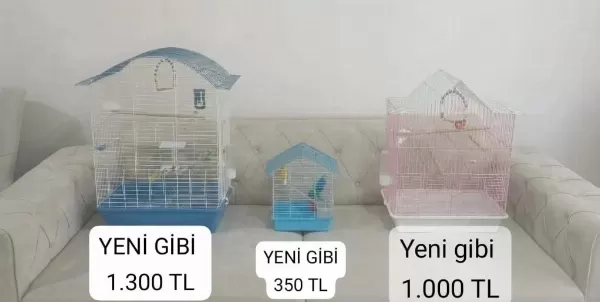 Sultan Papağani Lutino Erkek 2 Yaşinda
