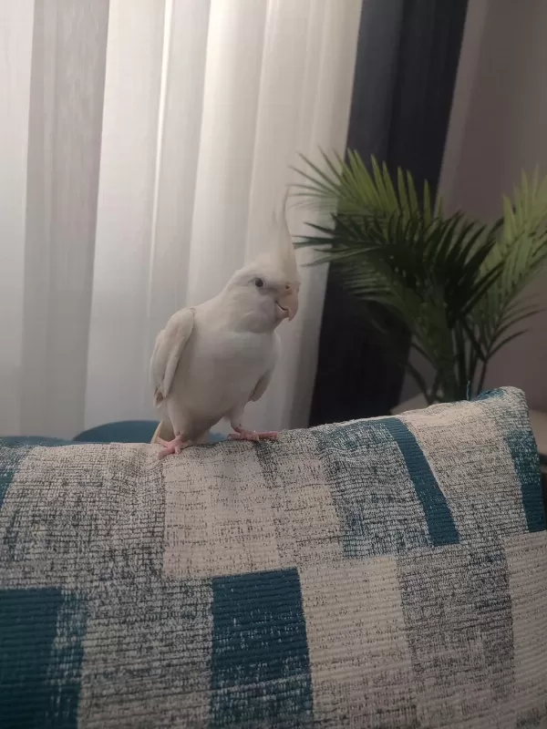 Albino Erkek 1 Yaşinda Sultan Papağani