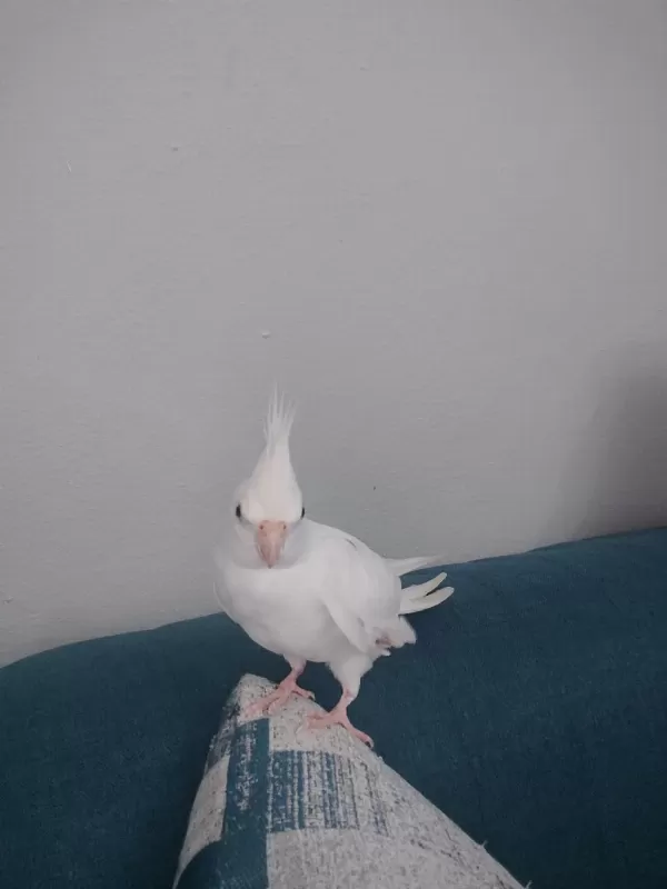 Albino Erkek 1 Yaşinda Sultan Papağani